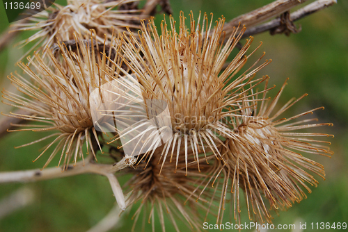 Image of Thistles