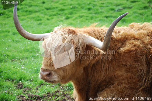 Image of Highland bull