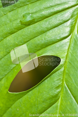 Image of Macro of a leaf