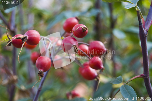 Image of Rose hip