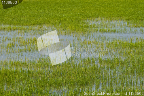 Image of Rice fields