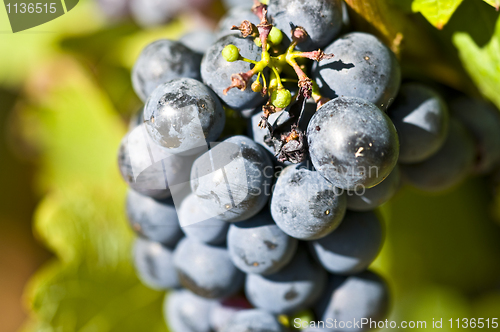 Image of Grapes