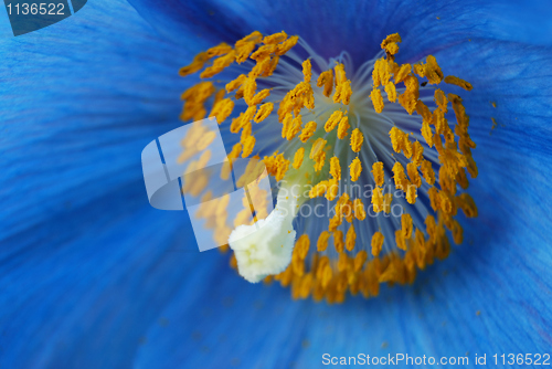 Image of Blue poppy