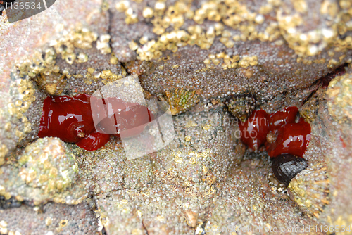Image of Shells