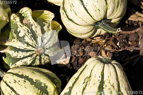 Image of Pumpkins