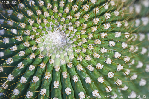 Image of Cactus