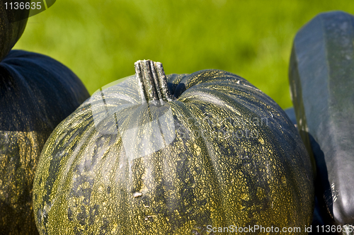 Image of Pumpkins