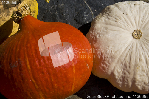 Image of Pumpkins