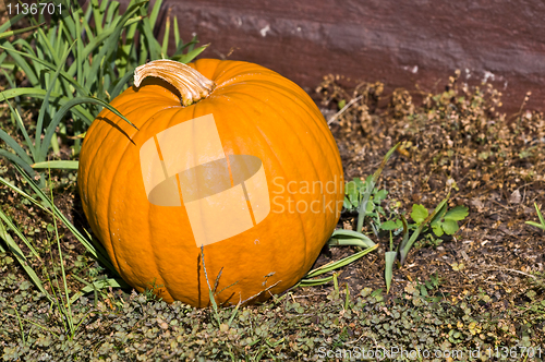 Image of Pumpkin