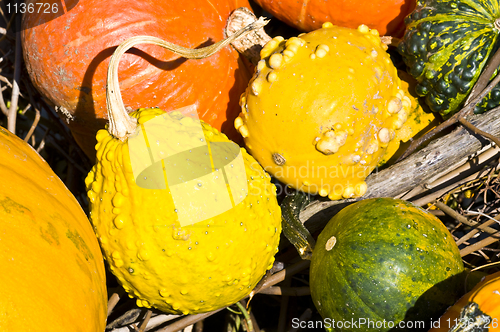 Image of Pumpkins