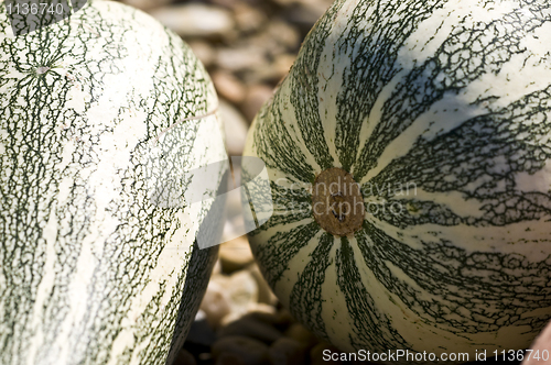 Image of Pumpkins