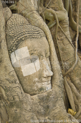 Image of Buddha tree