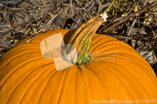 Image of Pumpkin