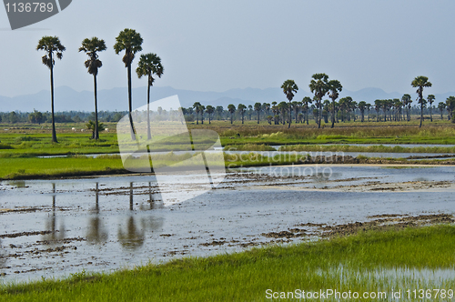 Image of Rice fields