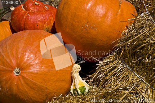 Image of Pumpkins