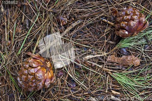 Image of Fir cone