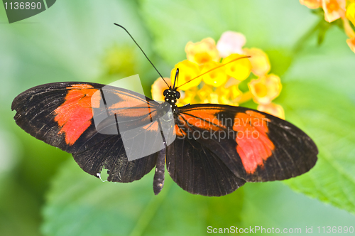 Image of Butterfly