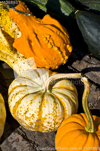 Image of Pumpkins