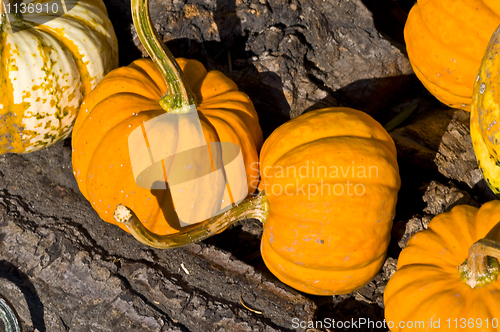 Image of Pumpkins