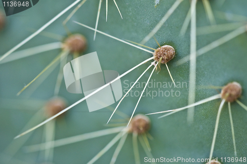 Image of Cactus