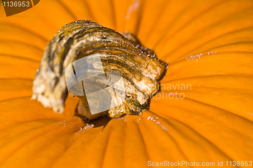 Image of Pumpkin