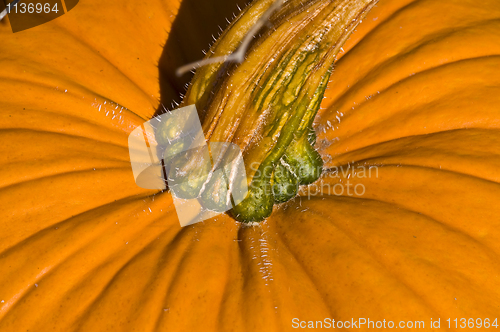 Image of Pumpkin
