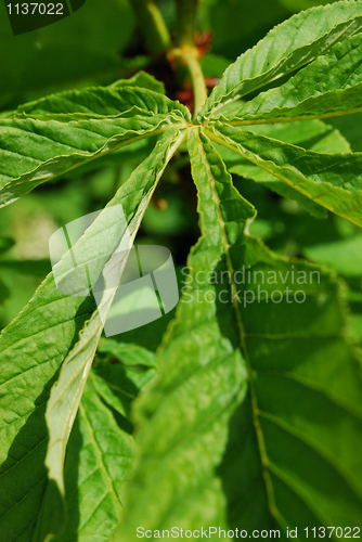 Image of Leaf of a chestnut