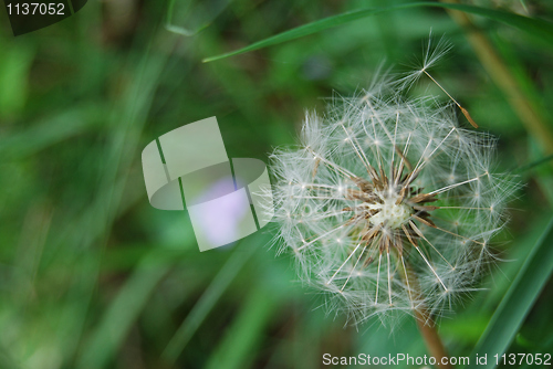 Image of Dandelion