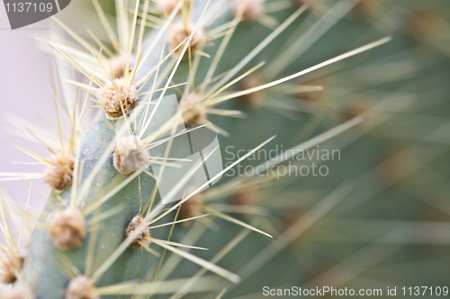 Image of Cactus