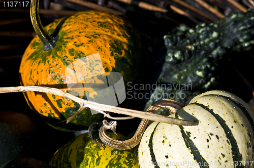 Image of Pumpkins