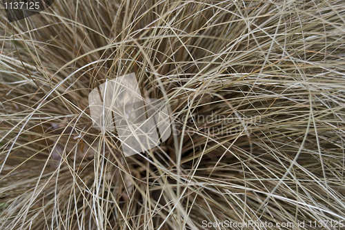 Image of Ornamental grass