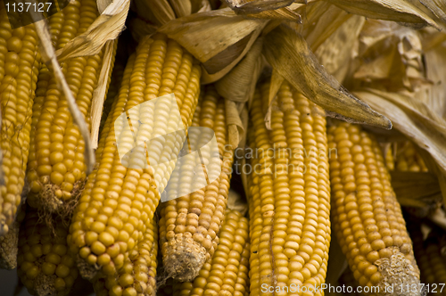 Image of Corncobs