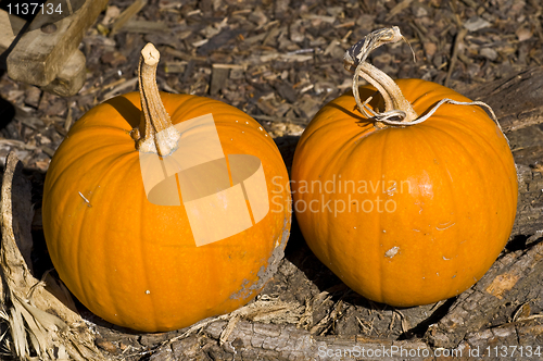 Image of Pumpkins