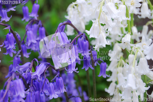 Image of bellflowers