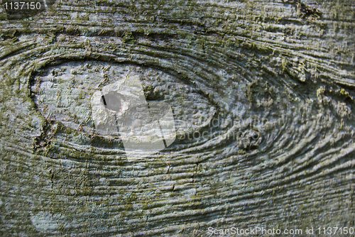 Image of Wood texture