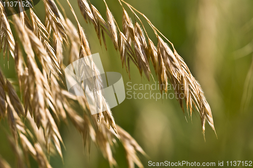 Image of Cereal