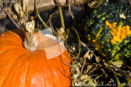 Image of Pumpkins