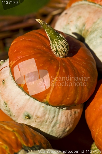 Image of Pumpkins