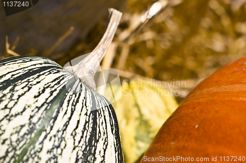 Image of Pumpkins