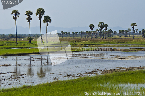 Image of Rice fields