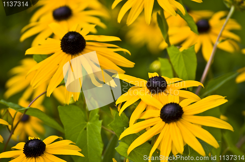 Image of Leucanthemum