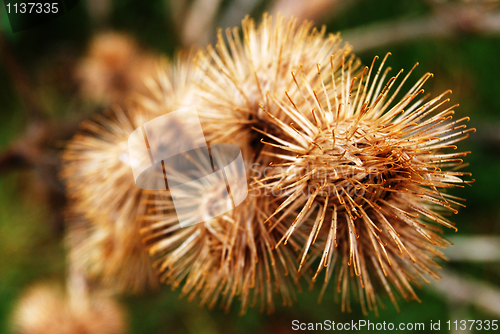 Image of Thistles