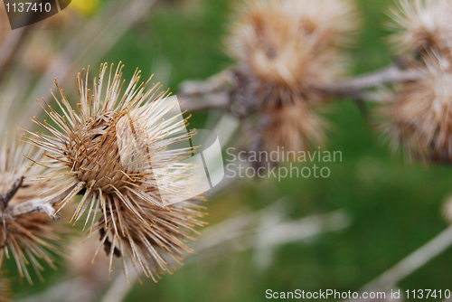 Image of Thistles