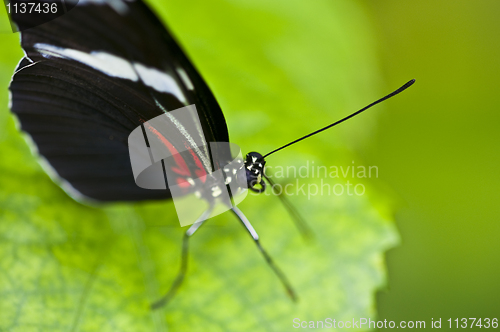 Image of Butterfly