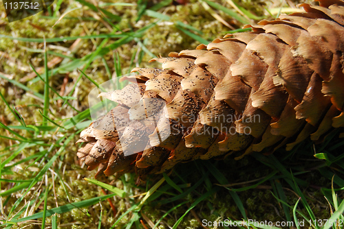 Image of Fir cone