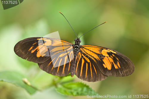 Image of Butterfly