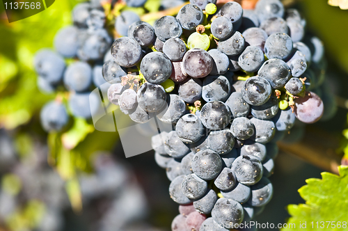 Image of Grapes