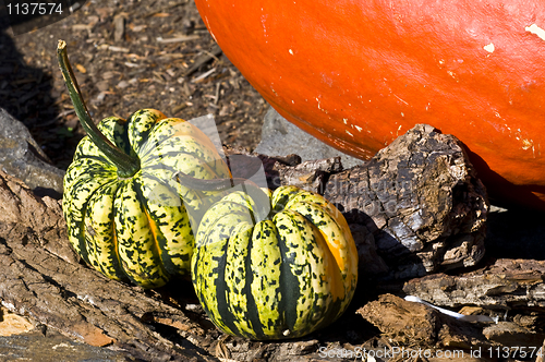 Image of Pumpkins