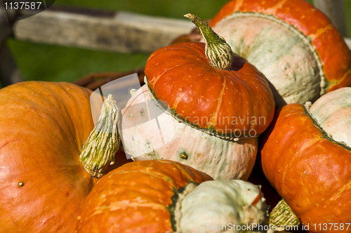 Image of Pumpkins