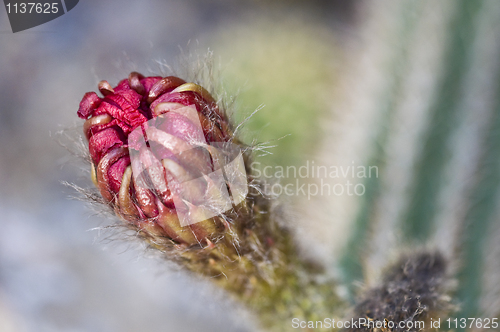 Image of Cactus